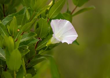 White flower on green