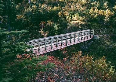 Forest Bridge