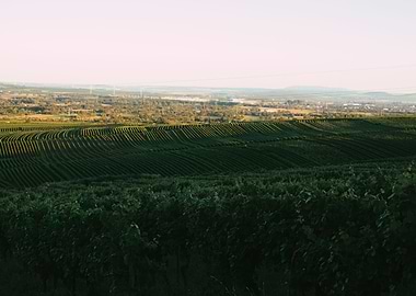 Golden Vineyard Fields