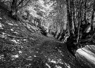 Forest Path Trees Mystical