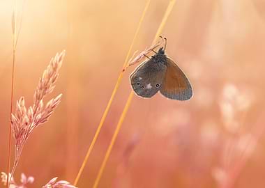Brown butterfly in glade