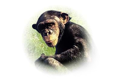 Chimpanzee