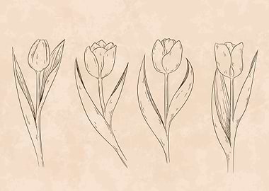 Hand Drawn Tulip Outline