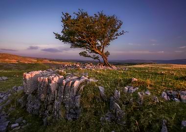 Hawthorn tree Ystradfellte