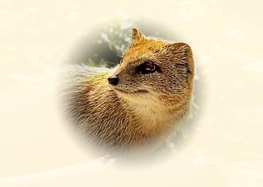Yellow mongoose