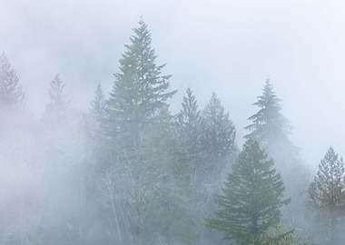 Trees in Fog