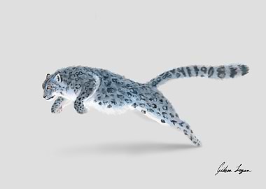 Snow Leopard Leap