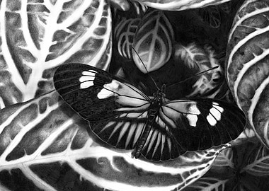 Postman Butterfly Drawing