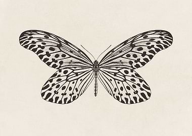 Butterfly Sketch no 1