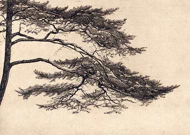 Pine Tree Branch no 1