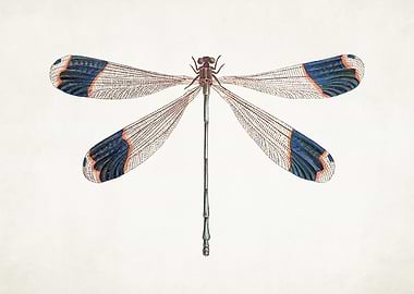 Vintage Dragonfly Illustration no. 1