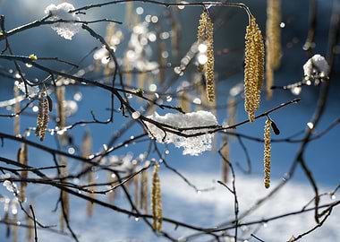 Winter Tree with Snow