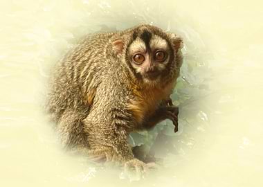 Night Monkey Portrait