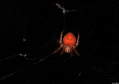 Red Spider in Web