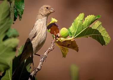 Bird on a Fig Branch - Desert Wild Life - Animal Close ups