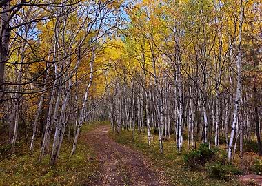 Autumn Aspen Grove Trail