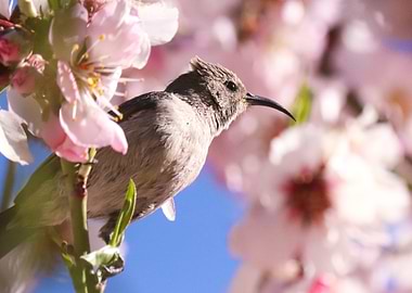 Sinai Desert Bird on a Flower Branch - Animal Close up - Wild Life