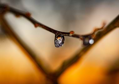 Freezed Water Droplet on Branch