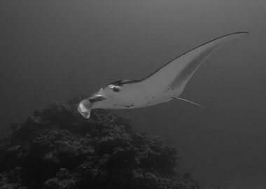 Manta Ray At Maldives Spa