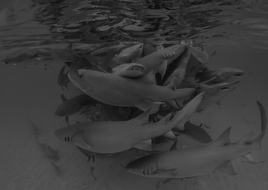 Nurse Sharks In Maldives