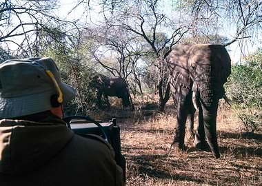 South Africa, Mpumalanga, Kruger National Park, African Elephant