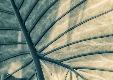 Close-up Leaf Texture