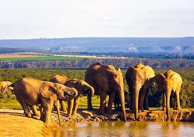 South Africa, Eastern Cape, Addo Elephant National Park, African Elephants