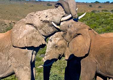 South Africa, Eastern Cape, Addo Elephant National Park, African Elephants