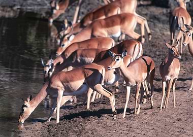 South Africa, Mpumalanga, Kruger National Park, Impala