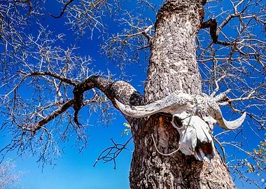 South Africa, Mpumalanga, Kruger National Park, Cape Buffalo skull