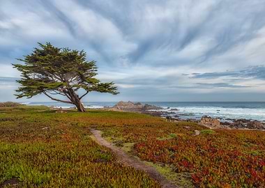 Lone Tree by the Sea