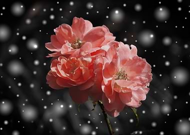 Pink Roses in Snow
