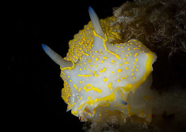 Yellow and White Nudibranch