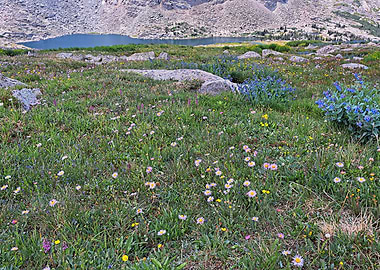 Alpine Wildflower Meadow