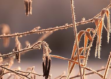 Frost-Covered Branches
