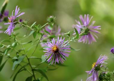 Purple Aster Flowers Blooming Closeup