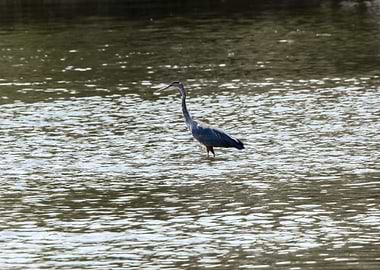 Great Blue Heron in Water