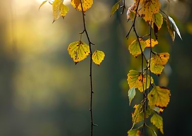 Autumn Birch Leaves