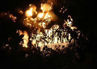 Lueur à travers les feuillages