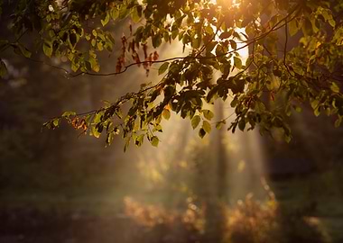 Sunbeams Through Leaves