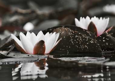 Water Lily Bloom