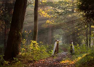 Sunbeams in the Forest