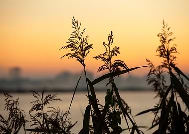 Silhouetted Grass at Sunset