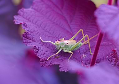 Green Cricket on Purple Leaf