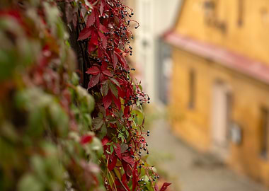 Autumn Vine with Berries