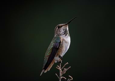 Hummingbird Perched on Branch