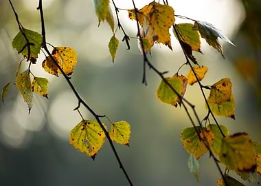 Autumn Leaves on Branch