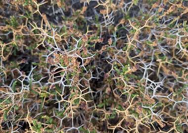 Thorny Bush Close-Up #2