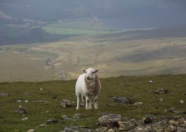 Sheep on a Mountain