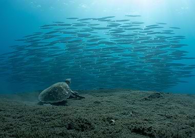 Sea Turtle and Fish School
